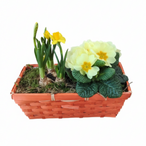 Frühlingskorb mit 2 Pflanzen