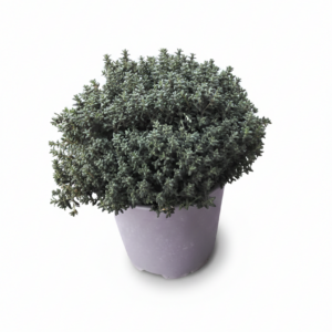 Thymian