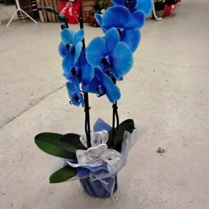 Phalenopsis blau mit Deko