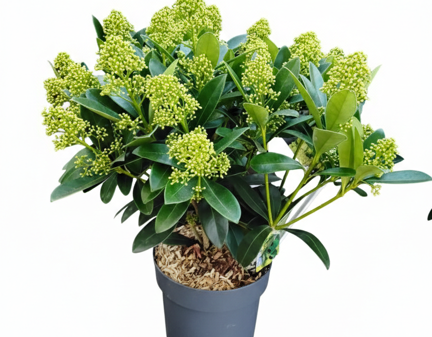 Skimmia