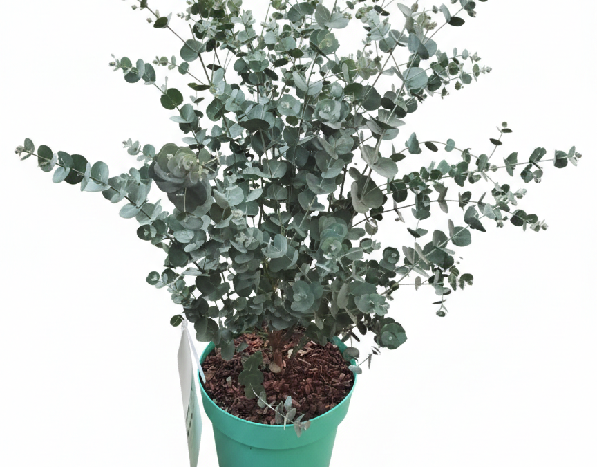 Eucalypthus