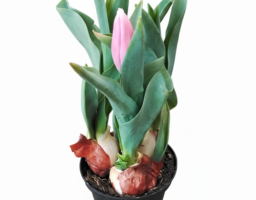 Tulpe