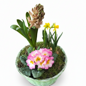 Frühlingskorb mit 3 Pflanzen