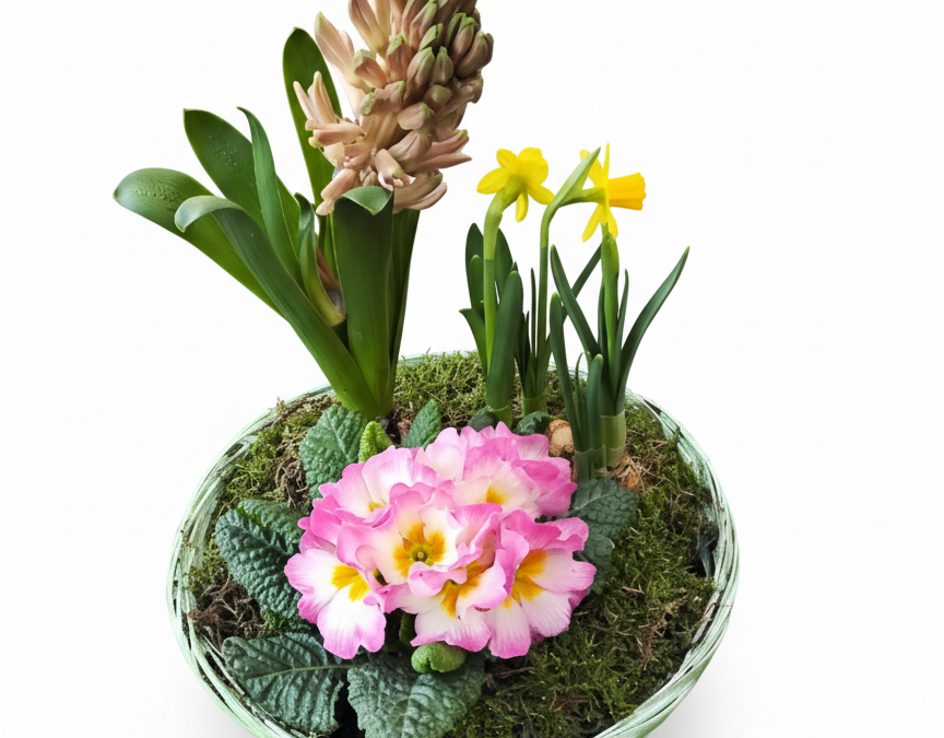 Frühlingskorb mit 3 Pflanzen