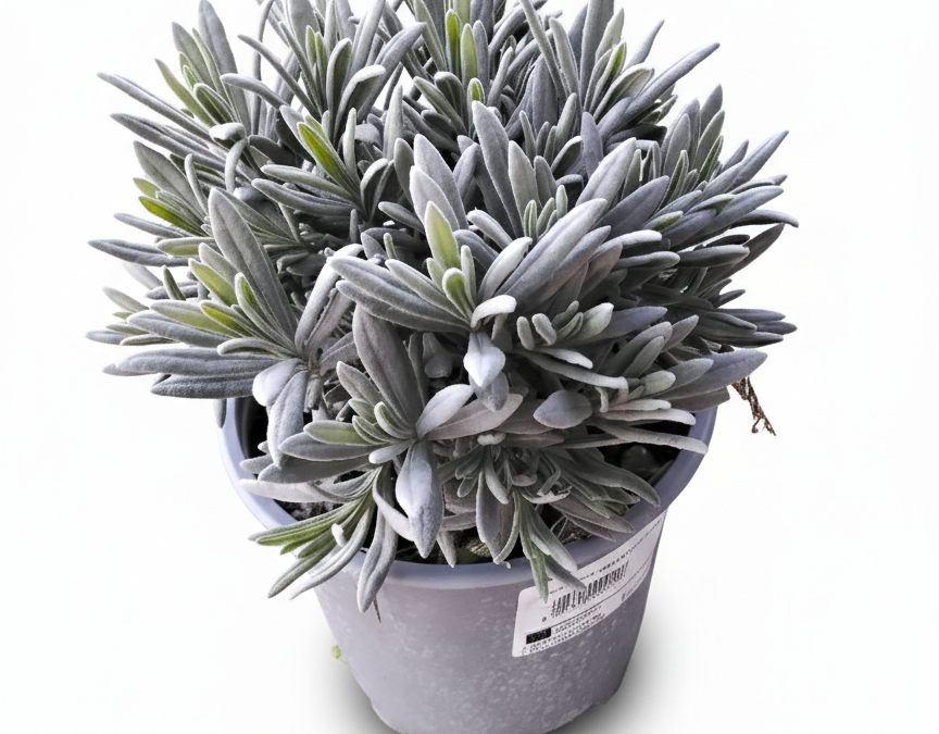 Lavendel