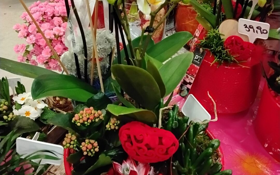 Phalenopsis in keramikschale