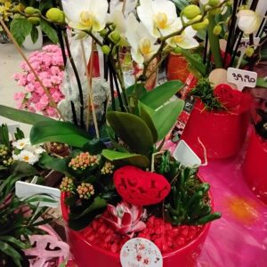 Phalenopsis in keramikschale