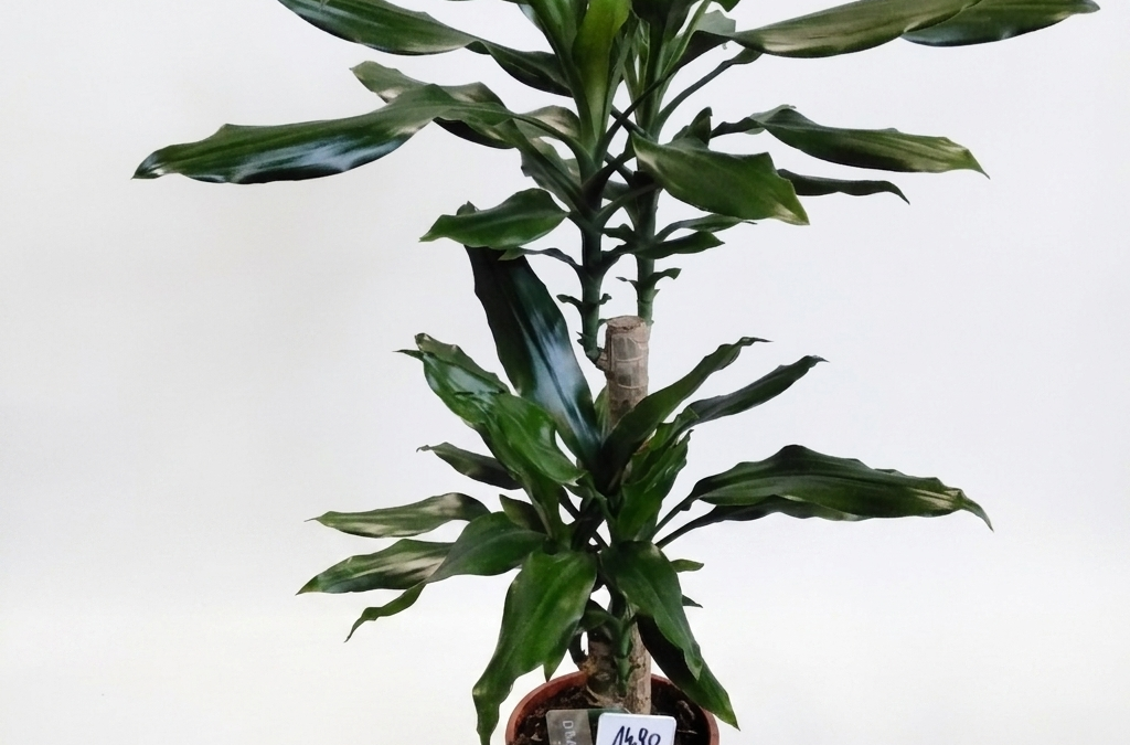 Dracaena