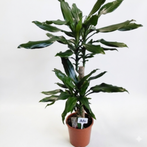 Dracaena