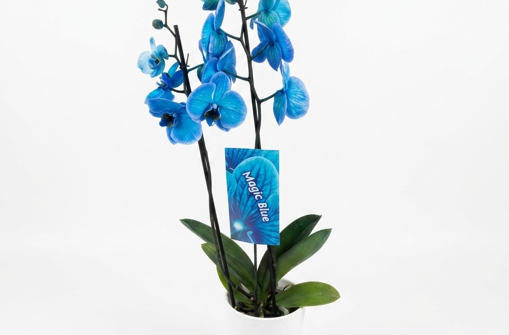 Phalaenopsis blau