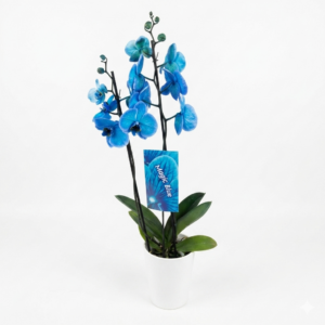 Phalaenopsis blau