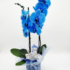 Phalenopsis blau mit Deko