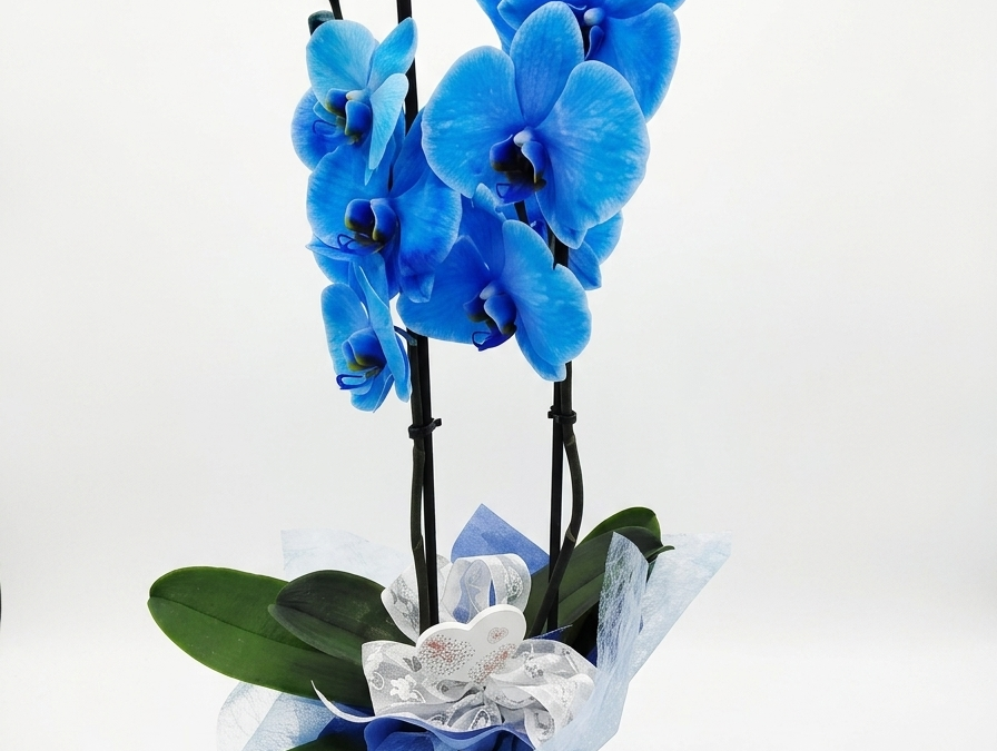 Phalenopsis blau mit Deko