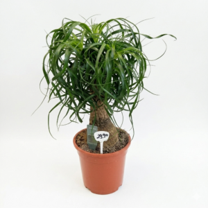 Beauconea Elefantenfuß