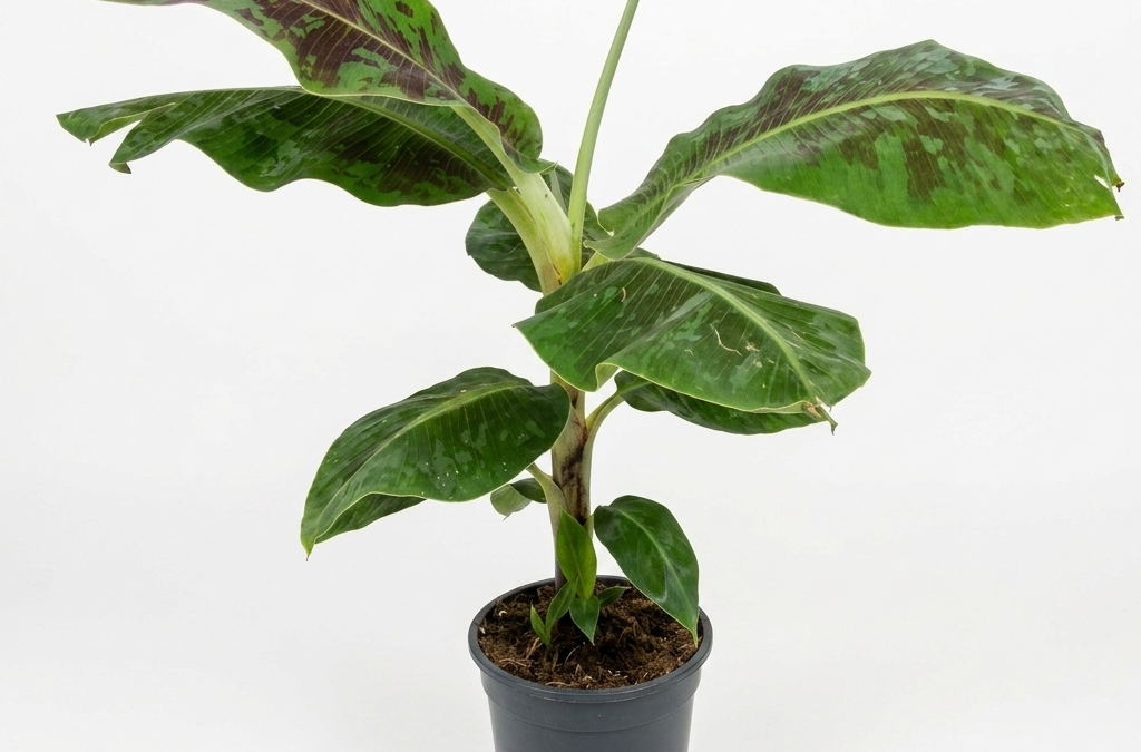 Musa Banane