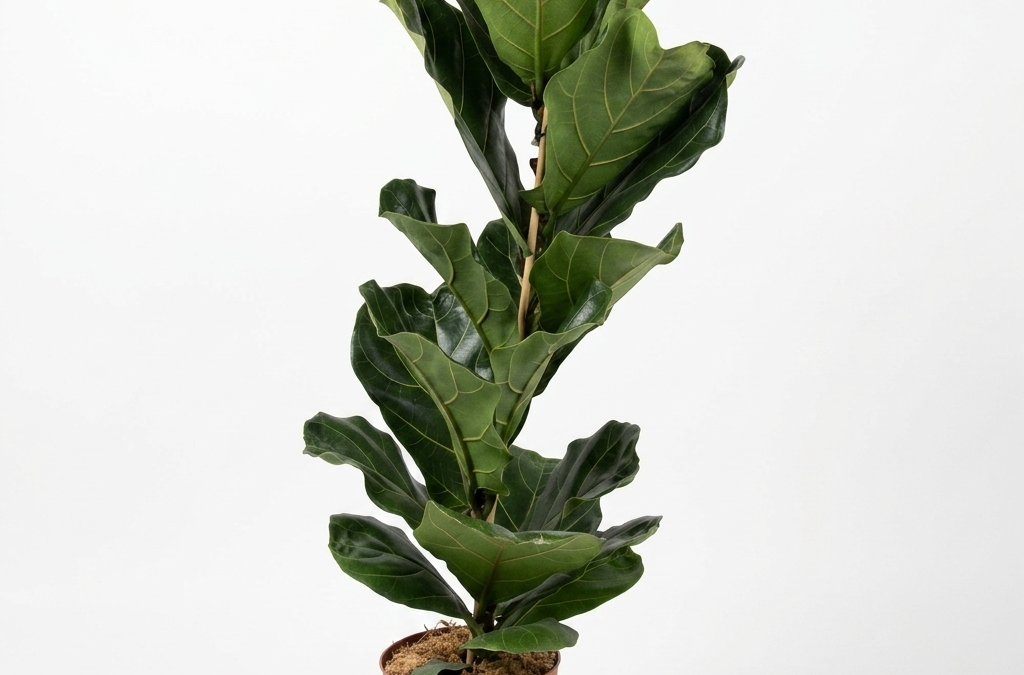 Ficus lyrata