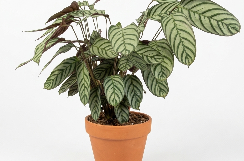 Calathea