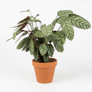 Calathea