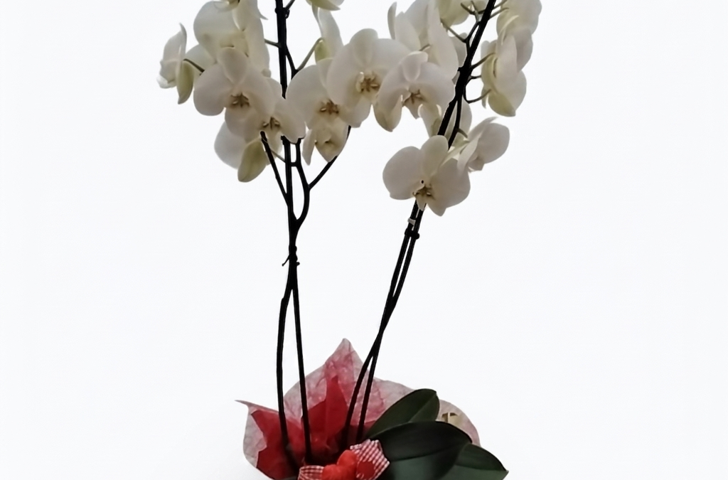 Phalaenopsis mit deko