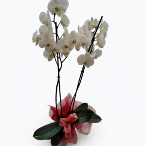 Phalaenopsis mit deko