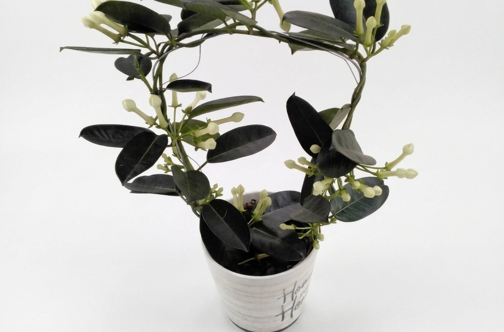 Stephanotis