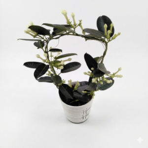 Stephanotis