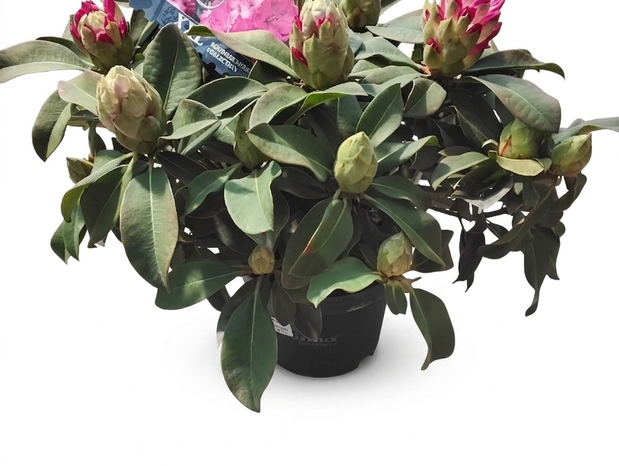 Rododendron