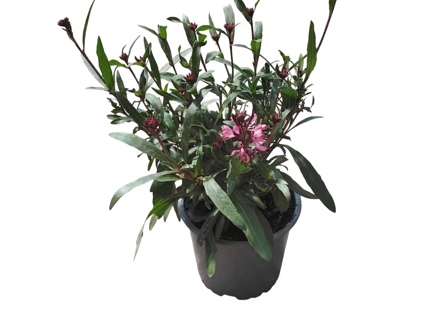 Gaura