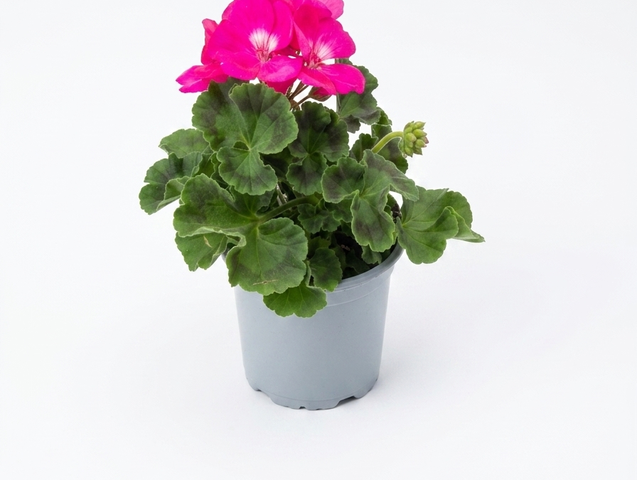 Pelargonie stehend