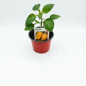 Paprika
