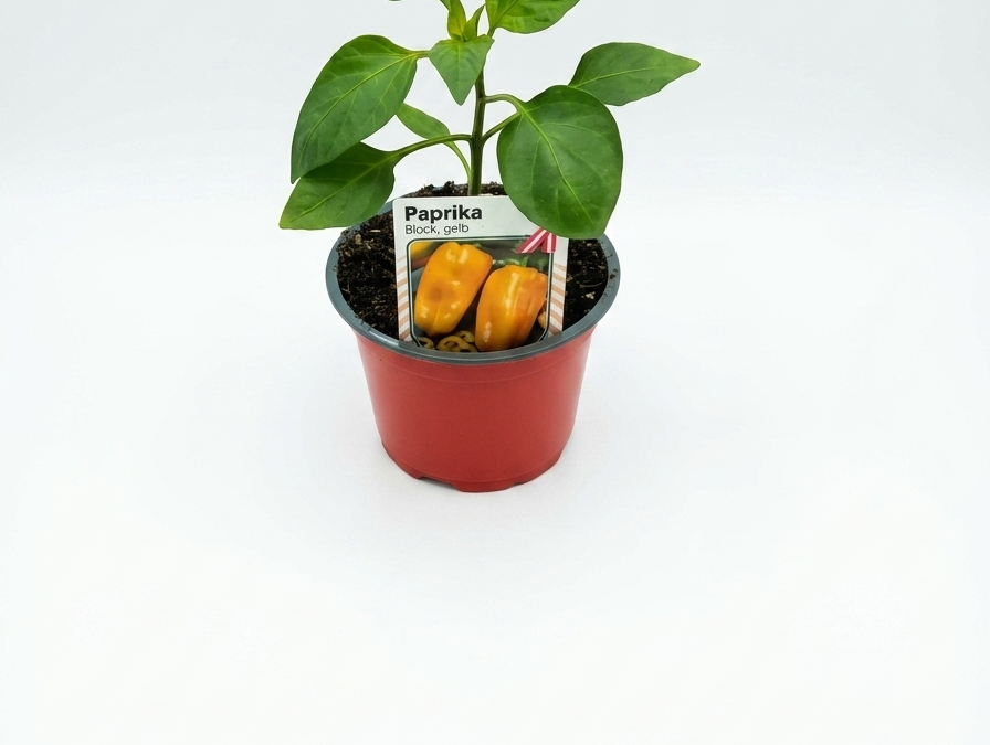 Paprika