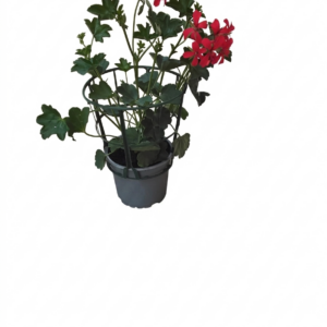 Pelargonie Hängend