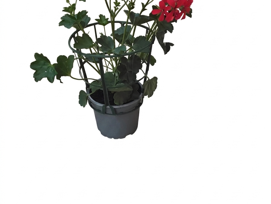 Pelargonie Hängend