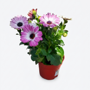 Osteospermum