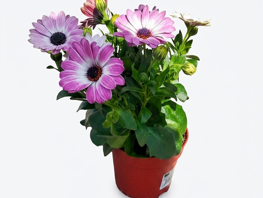 Osteospermum