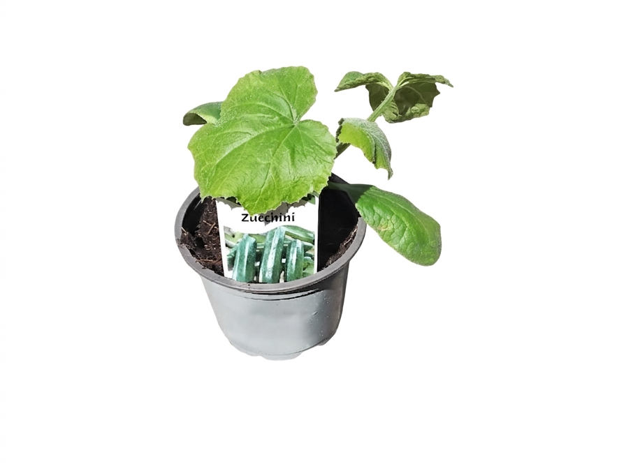 Zuchini