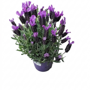 Lavendel Klein