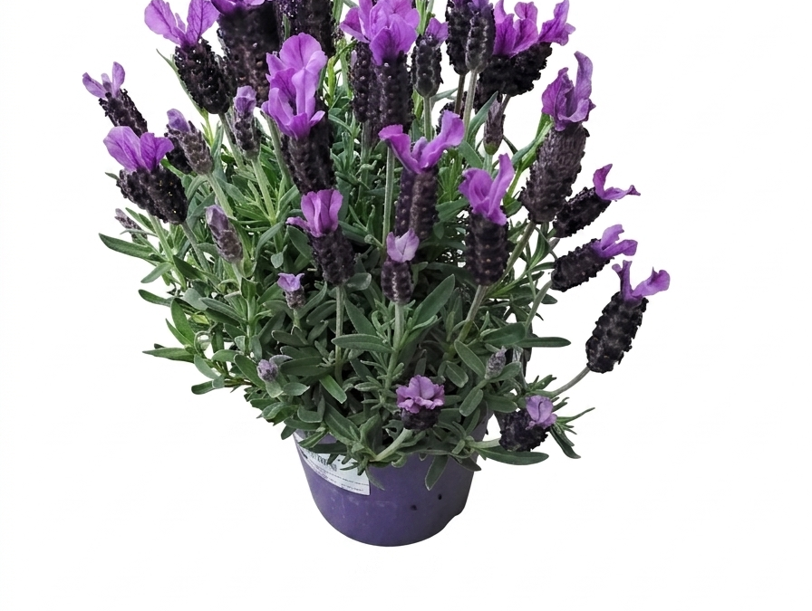 Lavendel Klein