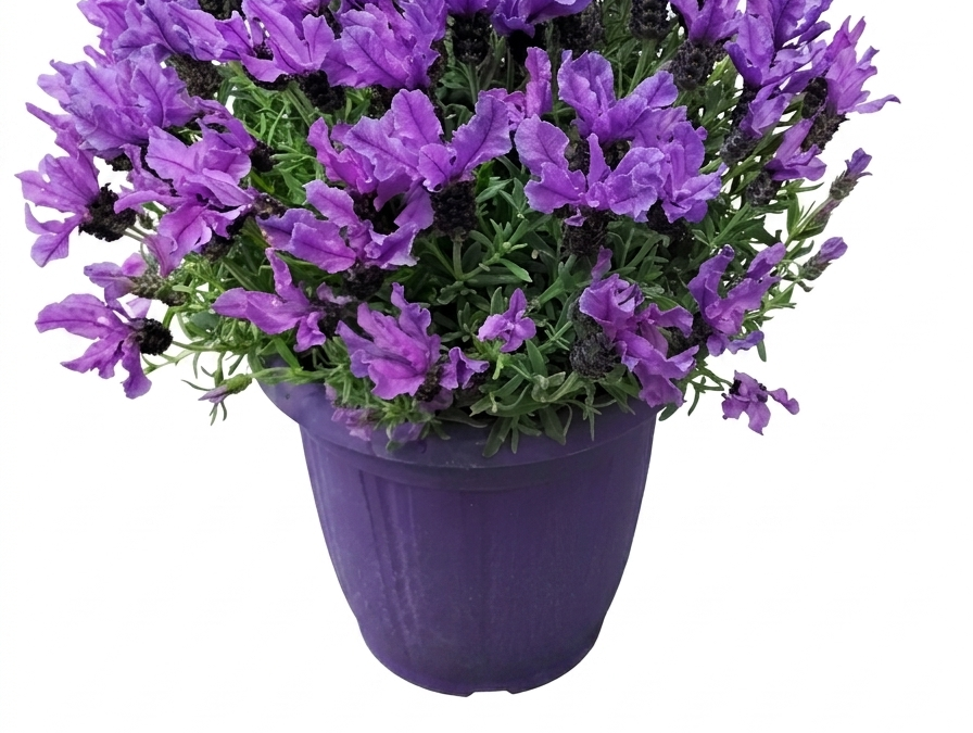 Lavendel Groß
