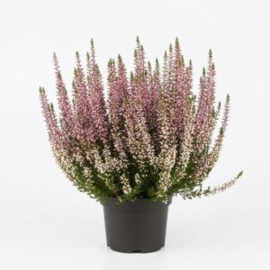 Calluna ( Erika)