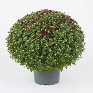 Kugel Chrysantheme