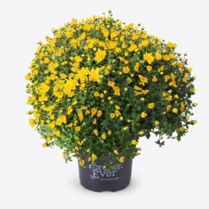 Kugel Chrysantheme