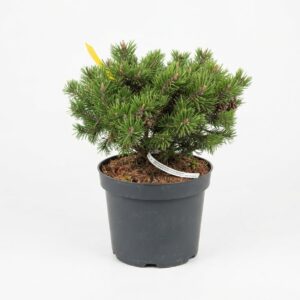 Pinus